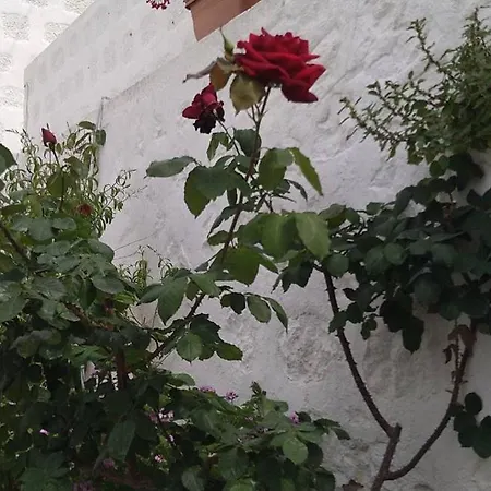Chrisi's And Jasmin's House בית נופש
