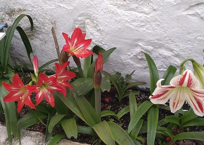 Chrisi's And Jasmin's House